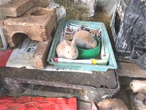 Dwarf rabbits 