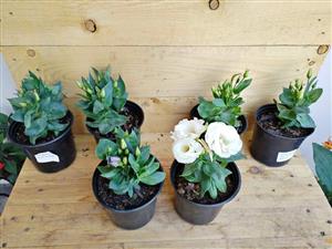 Lovely Lisianthus Julietta (white and purple)
