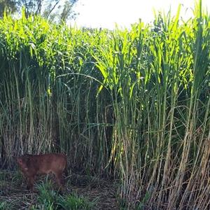 Super Napier Pakchong1 grass