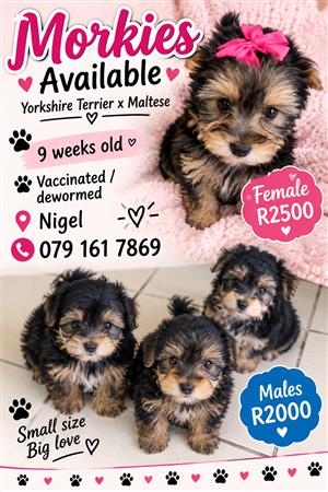 Gorgeous morkie babies available 