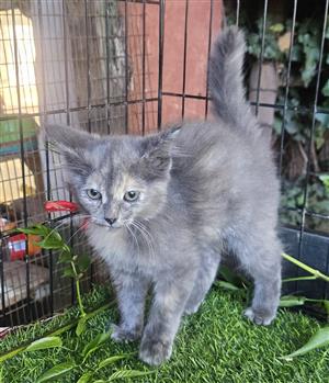 Persian Ragdoll kitten