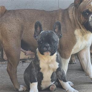 Stunning French bulldog puppies available 
