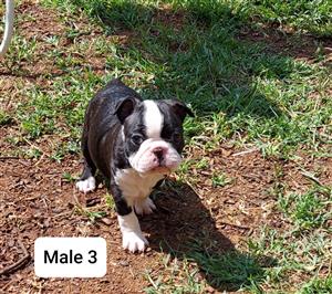 boston terrier puppies for sale junkmail