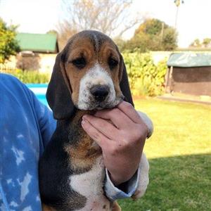 Beagle cute little pup