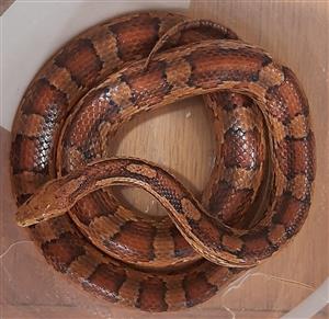 NORMAL ADULT MALE CORN SNAKE 1,5M