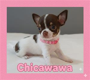 Chihuahua