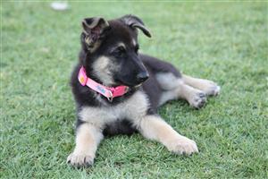 German Shepherd In Dogs And Puppies In Mpumalanga Junk Mail