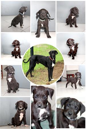 Great Dane puppies 