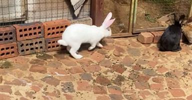 Flemish giant rabbits for sale