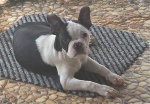 Boston terrier