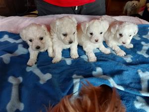 Maltese puppies 