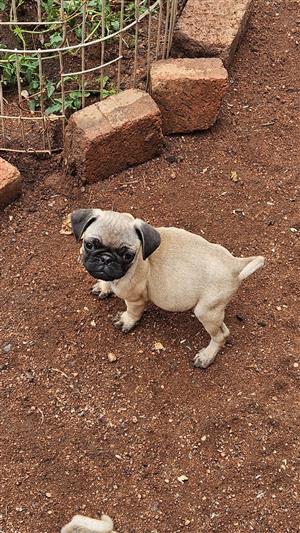 Pure Bred Puge Puppies 
