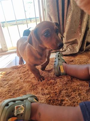 Daschund mix puppies 