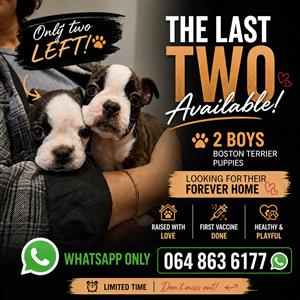  Last 2 Purebred Boston Terrier Puppies – Ready for Loving Homes