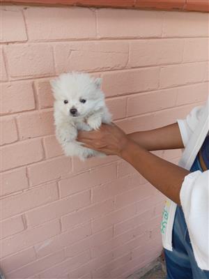Pomeranian puppies for sale