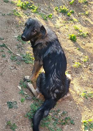 Sheppard puppy female 