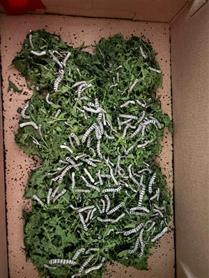 Silkworms/sywurms