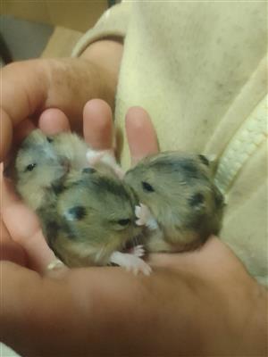 Dwarf  hamsters