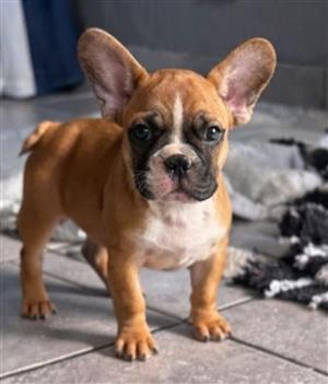 French bulldog Vaccine and deworming up 2date