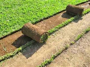 Lm grass and Kikuyu grass