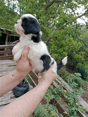 Biewer black & white stunning puppy