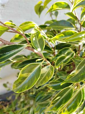 Lush Ficus Citrina 1m+ tall R250ea
