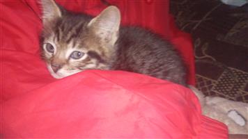 Tabbies kittens 
