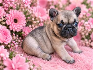 Gorgeous French bulldog companions available 