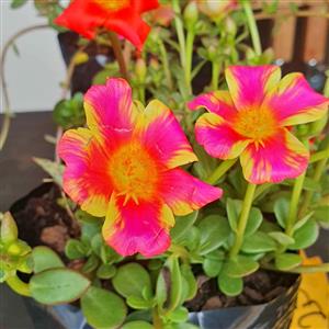 Portullaca Assorted Colours A Bag  GARDEN MARKET PLACE  NO 1 Gardens Road .HILLCREST