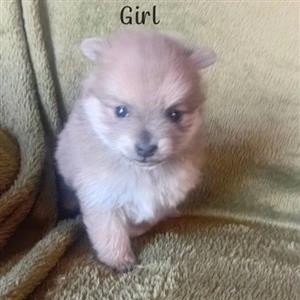 Toy Pomeranian pups