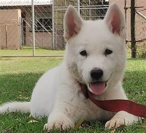 1x MALE HUSKY PUP IN KLERKSDORP AREA