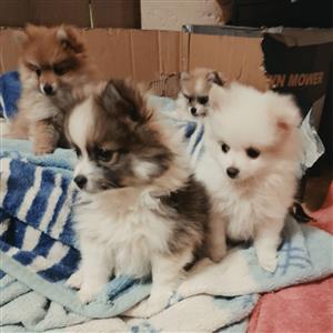 PUREBRED TOY POM PUPPIES