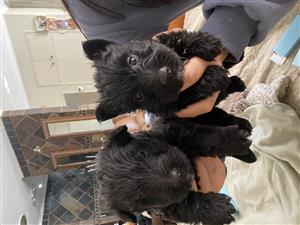 Scottish puppies