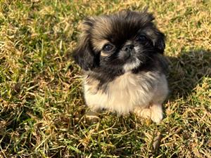 Miniature Pekingese puppies