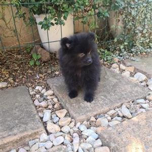 Miniature Toy Pom (Pomeranian)