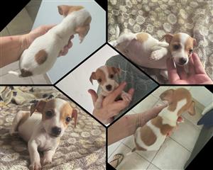 Jack Russell puppies