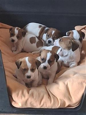 Jack Russel puppies for sale Evander