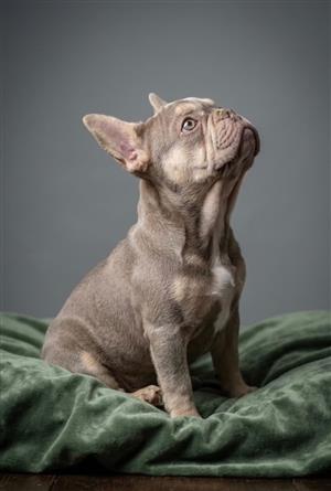 Gorgeous Exotic French bulldog puppies available