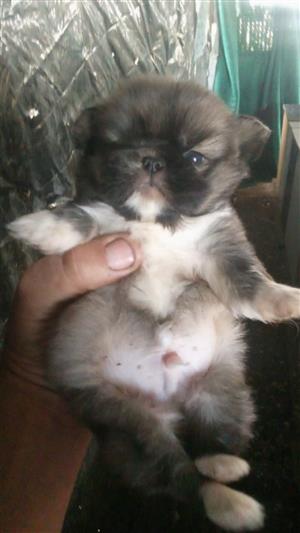 Pekingese puppies