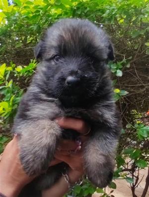 German Shepherd male puppies for sale 