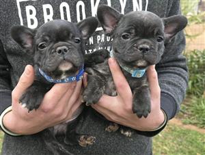 Beautiful French bulldog puppies available