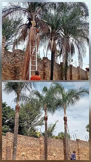 Palm Tree pruning 