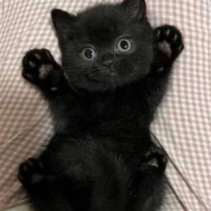 Black male kittens