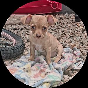 Beautiful chihuahua female puppy