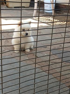 Purebred chow chow puppies 