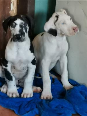 Large breed Great dane puppies available