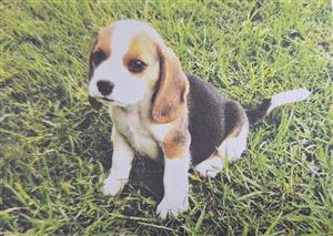 BEAUTIFUL BEAGLE PUPPIES ON SPECIAL 