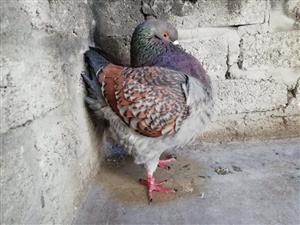Modena Pigeons wanted