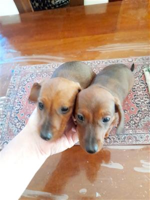 Dachshund Puppies