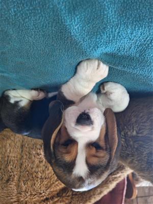 Beagle shops puppies junkmail